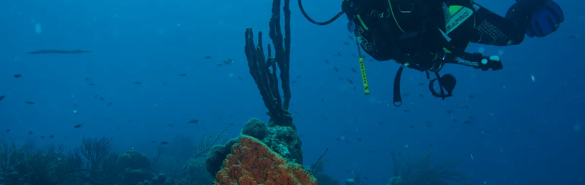 Diver exploring colorful coral reef underwater in Kralendijk, Bonaire.