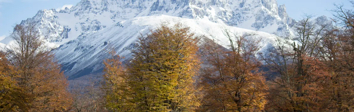 Capture of a snow-covered peak with autumn trees and a lone horse in Coyhaique, Chile.
