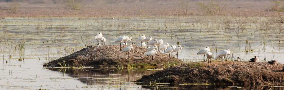 Herons gathered on the water's edge at Bharatpur, showcasing serene wildlife.
