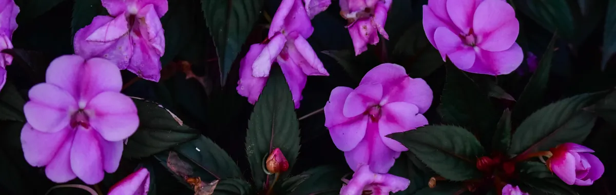 גינאה: A close-up of vibrant pink New Guinea Impatiens flowers blooming beautifully in a garden.