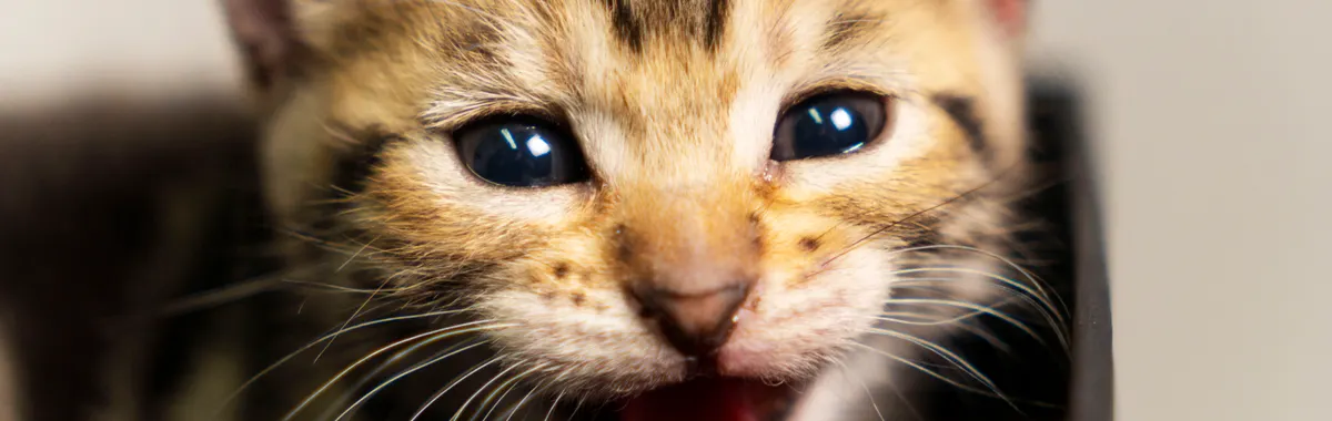 Cute close-up of a playful kitten with blue eyes in Culiacán, perfect for pet lovers.