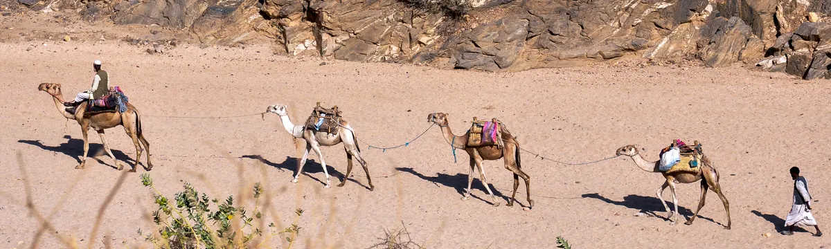 אריתריאה: A traditional camel caravan traversing the rugged desert landscape of Eritrea under the bright sun.