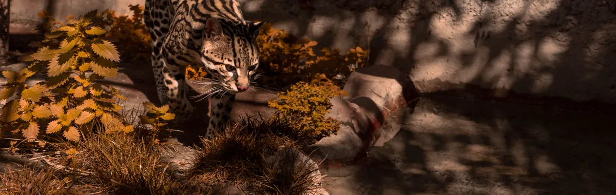 An ocelot walks gracefully in a sunlit habitat in Santiago, Chile.
