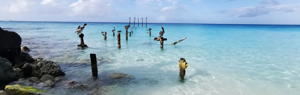 View of pelicans perched on wooden posts in the clear Caribbean waters of Oranjestad, Aruba.