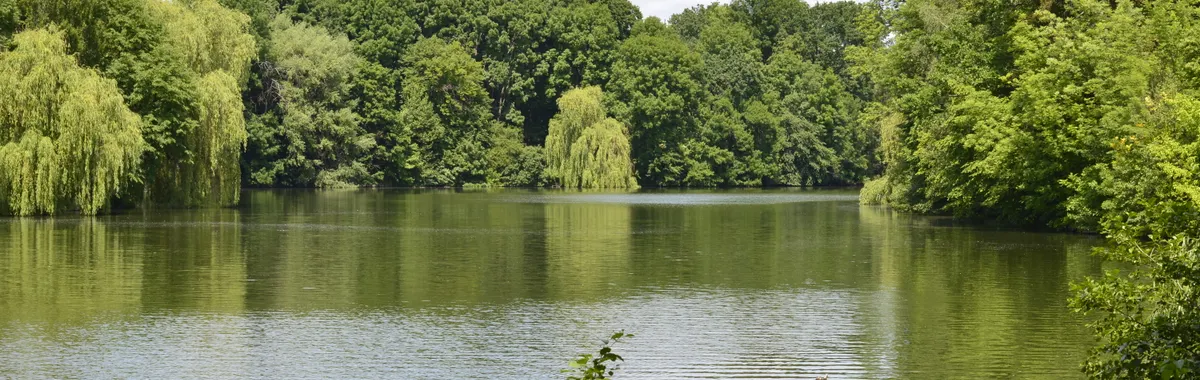 Serene landscape of a lush green lake surrounded by dense forest in Uman, Ukraine during summer.
