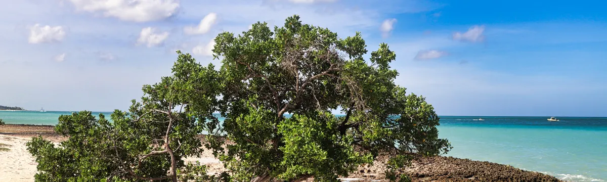 ארובה: Tranquil scene of a lone Divi Divi tree on a sandy beach in Oranjestad, Aruba, under a clear blue sky.