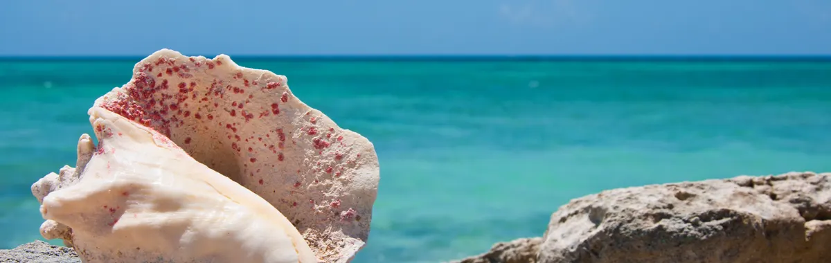 איי טרקס וקייקוס: A conch shell on the rocky shore with a clear blue sea background in Cockburn Town.