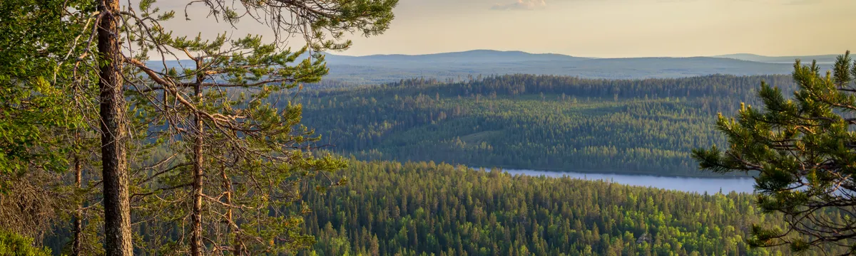 פינלנד: Breathtaking forest landscape in Kuusamo, Finland with lush greenery and a distant river under a twilight sky.