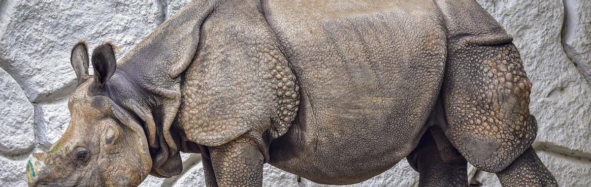 Indian rhinoceros standing outdoors at Kanpur Zoo in India, showcasing its majestic form.