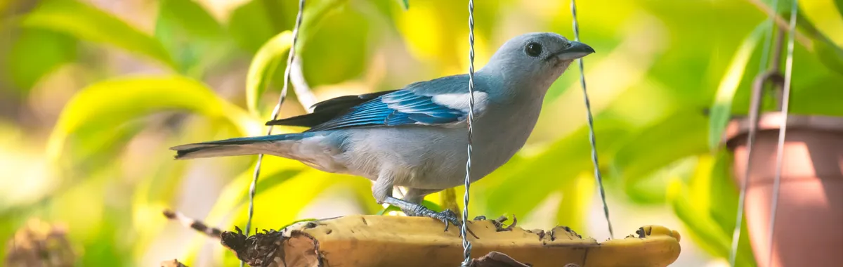 Azure-shouldered tanager feeding on banana in a vibrant Porto Velho garden.
