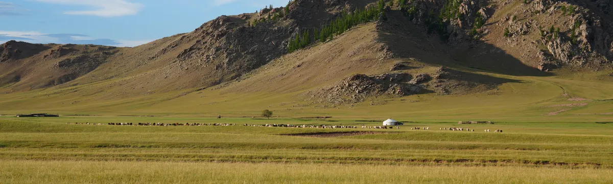 מונגוליה: A wide shot of the Mongolian steppe featuring a yurt and grazing sheep below rugged mountains.