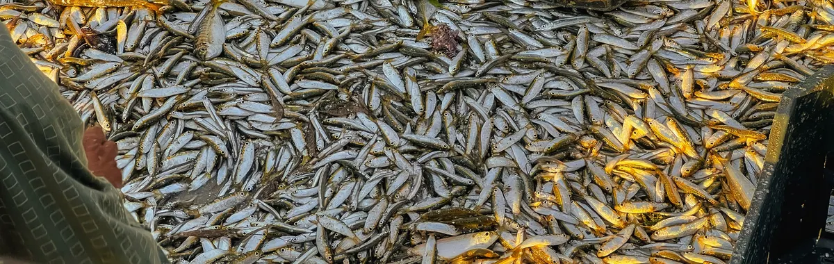 Close-up of a large pile of freshly caught fish at a market in Port Said, Egypt.