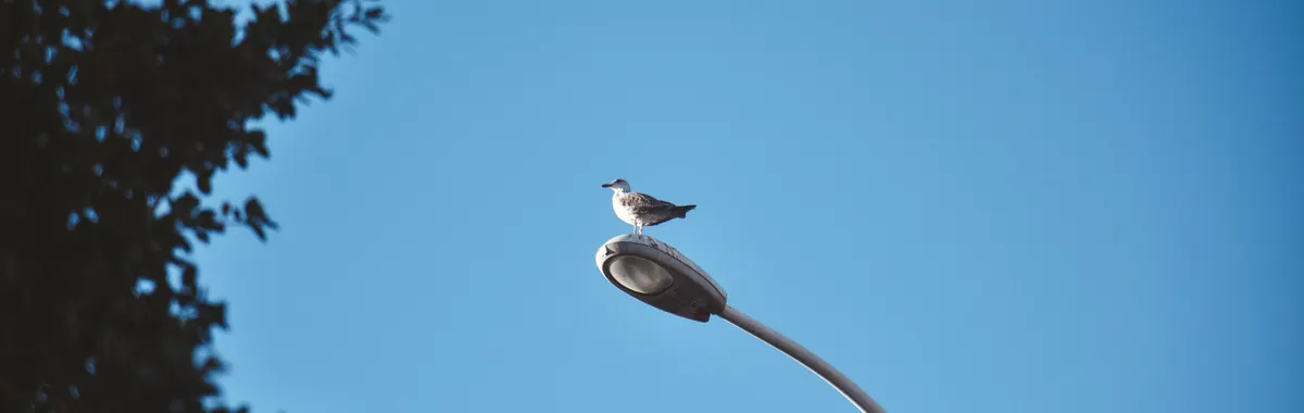A seagull perches on a street light against a bright blue sky in Agadir, Morocco.