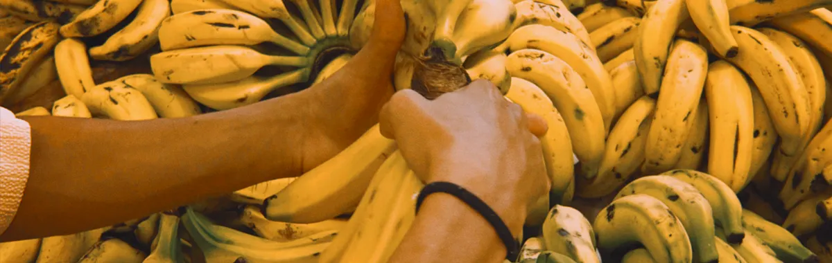 Close-up of hands selecting ripe bananas from a large bunch at a market in Florianópolis, Brazil.