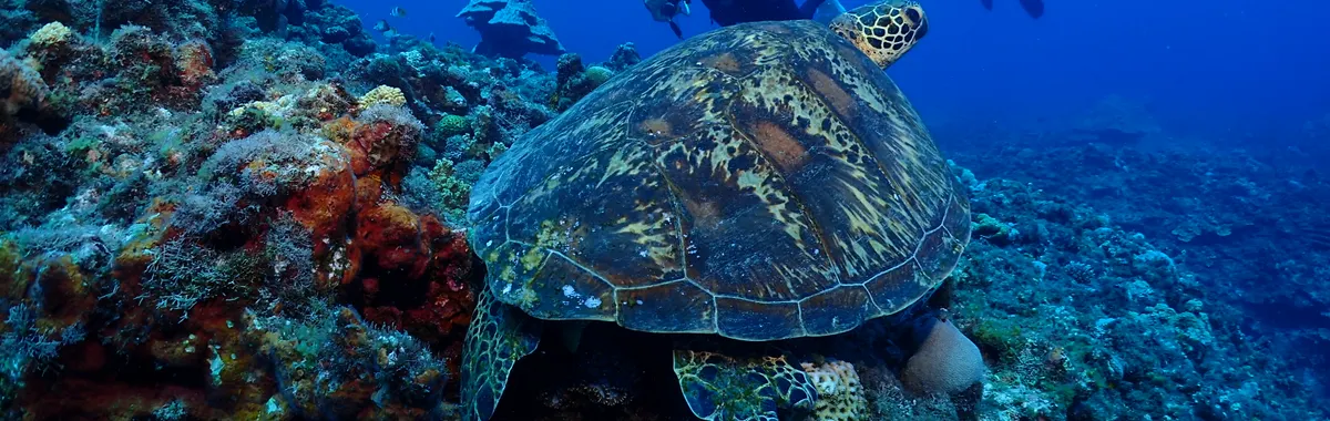 Explore underwater adventures with sea turtles and divers in Saipan's vibrant coral reef.