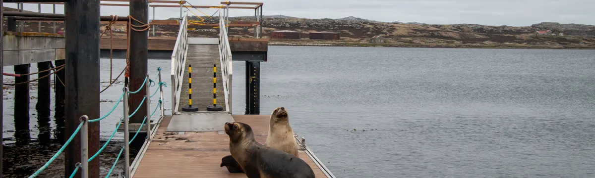 איי פוקלנד: Two sea lions resting on a dock with a scenic view of the Falkland Islands coast.