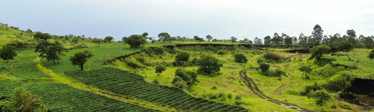קמרון: Lush green agricultural fields and hills in Foumbot, Cameroon captured from above.