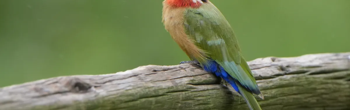 A vibrant bee-eater rests gracefully on a branch in the lush outdoors of Lobamba, eSwatini.