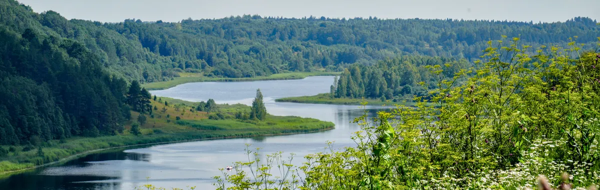 רוסיה: Explore the lush greenery along the Velikaya River in Pskov region, Russia during summer.