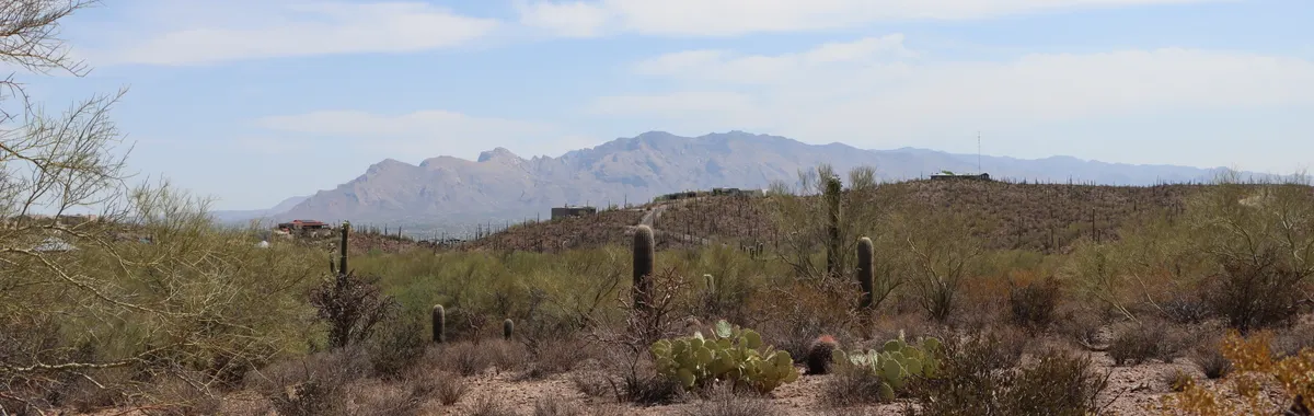 Beautiful desert landscape featuring saguaro cacti under a clear blue sky in Tucson, Arizona.