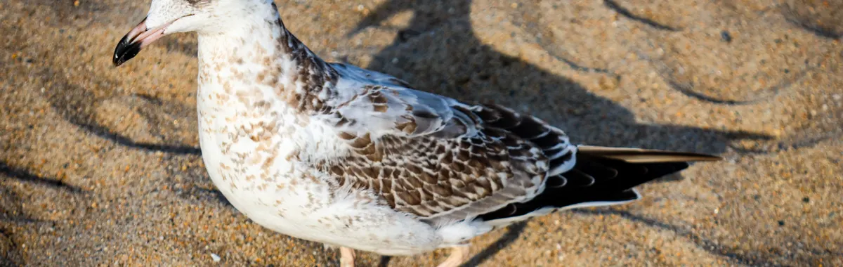 A seagull strolling across the sand at the beach, captured in South Kingstown, Rhode Island.