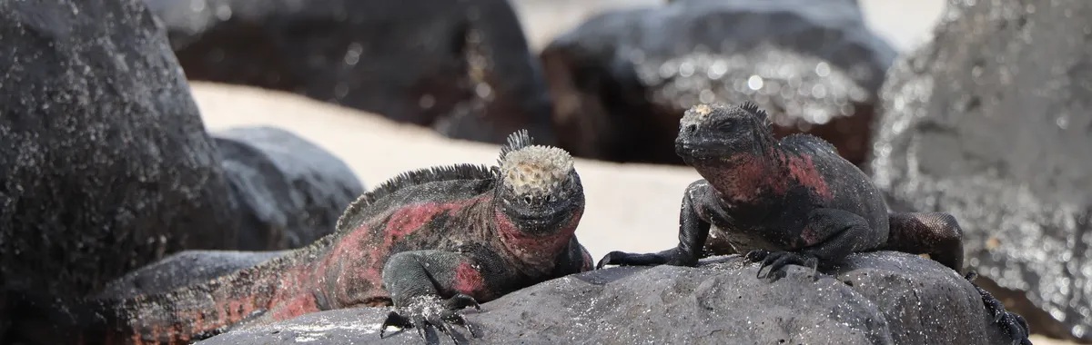 Pair of Galápagos marine iguanas resting on rocks by the beach in the Galápagos Islands.