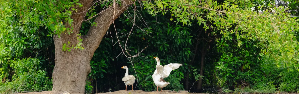 Two geese beside a tranquil river under lush green trees in Bekasi, West Java, Indonesia.