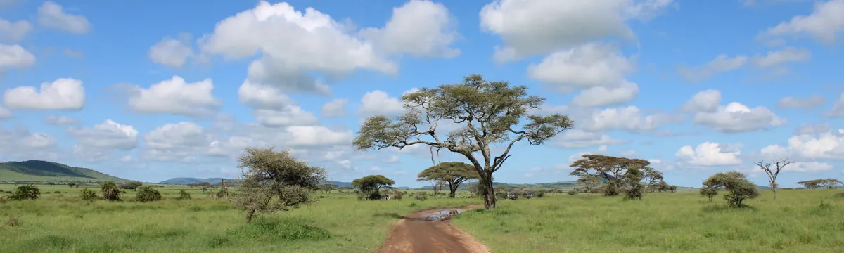 טנזניה: Dirt road through the lush Serengeti landscape in Tanzania with acacia trees under a bright sky.