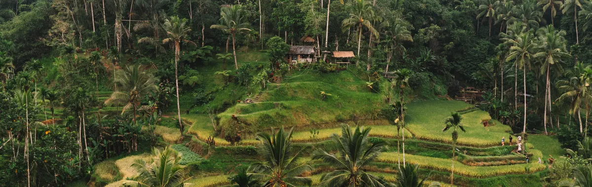 Explore the stunning terraced rice fields of Ubud, Bali, showcasing vibrant greenery and serene landscapes.