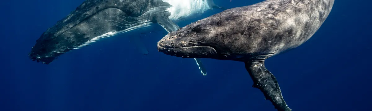 טונגה: Two humpback whales swimming gracefully in the clear waters of Tonga.