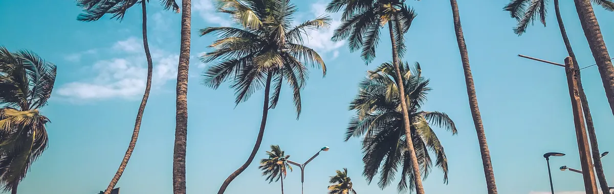 A scenic view of coconut palm trees lining a road by the sea in Lome, Togo under a clear blue sky.
